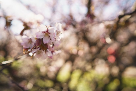 flor de sakura na manhã quente da primavera Banco de Imagens