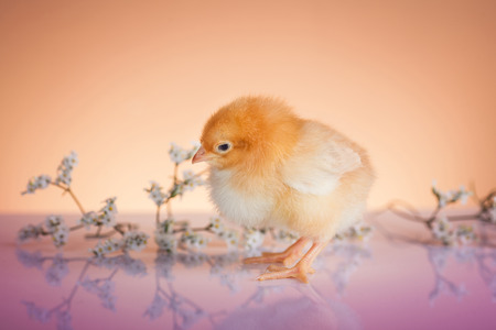 Nueva vida en la primavera de pollo pequeño Foto de archivo