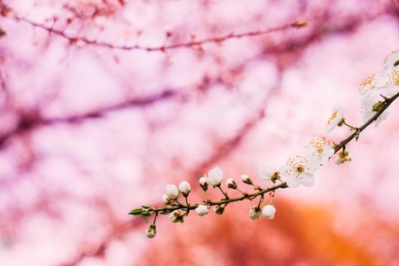 Blühender Kirschblumenzweig im Frühlingsgarten. Bäume Blumen blühen Standard-Bild