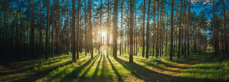 Sunset sunrise sun sunshine in sunny summer coniferous forest sunlight sunbeams through woods in forest landscape panorama panoramic view