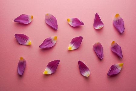 Composition of tulip petals purple tulip petals laying on a pink background flat lay