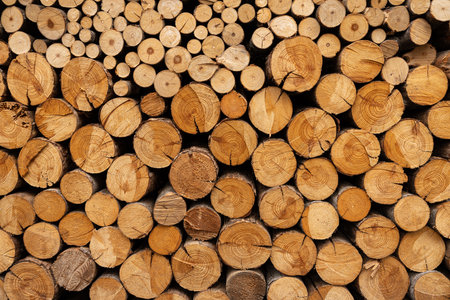 Small and medium sized logs are stacked for winter use