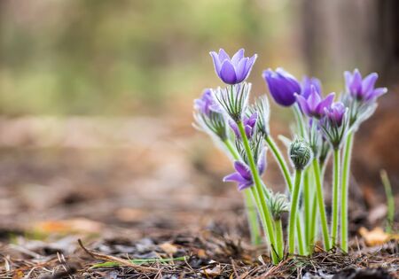 Hermosa flor de pasque o anémona en el soleado bosque de primavera. Crece silvestre y su floración es uno de los primeros signos de la primavera. Concepto de vacaciones del este con espacio de copia