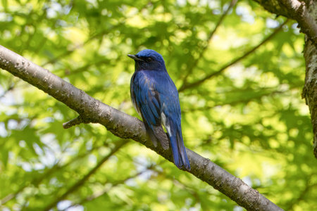Blue bird on a branch of tree Foto de archivo