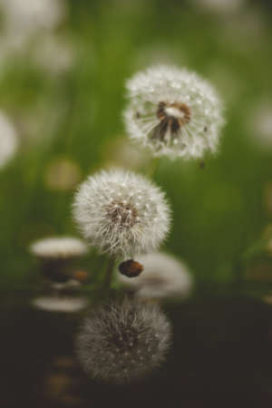 Pair of pretty dandelion fluffs in the green hall on a warm summer day blooming dandelions