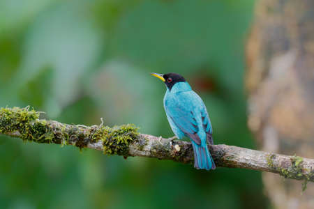 El mielero verde (chlorophanes spiza) es un pequeño pájaro paseriforme. este hombre estaba sentado en una rama en la selva tropical con un fondo oscuro y espacio para copiar. Foto de archivo