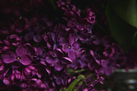 Um buquê de lilases. Feche-se. Flores lilás de flor violeta roxa bonita. Cartão de saudação.