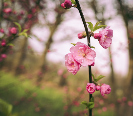 Piękna sakura z miękkim, kolorowym efektem tonowania Zdjęcie Seryjne
