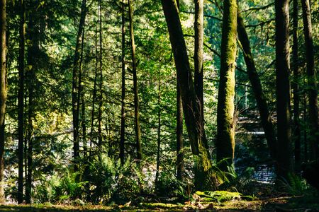 Sunrays filtering thru the forest foliage in a vancouver park british columbia canada Фото со стока