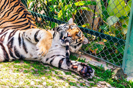 Phuket, Tailandia - noviembre de 2019 Este es el Reino del Tigre en Phuket, donde la atracción turística presenta una interacción cercana con los tigres en recintos enjaulados. El tigre está en foco