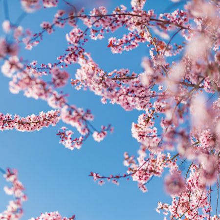 Maravilloso paisaje primaveral con flores de cerezo en flor de sakura con cielo azul que inspiran los coloridos árboles florecientes de la primavera y el cielo azul para el fondo estacional, sueño, estado de ánimo feliz