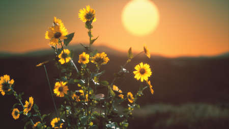 flores silvestres en las colinas al atardecer