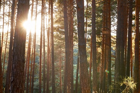 Fondo de bosque de bosques de pinos