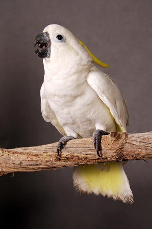 Un loro blanco y amarillo de pie en la rama