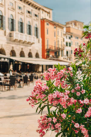 Amazing pink oleander flowers and blurred street cafe on a piazza bra verona italy selective focus