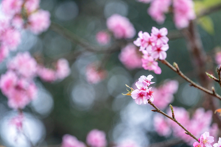 Belas flores de cerejeira sakura florescem na primavera no parque, copiam espaço, fecham.