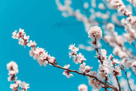 Hermosa flor de cerezo sobre un fondo de cielo azul Concepto de primavera