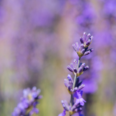 Purple lavender in macro in france Stock Photo