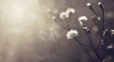 Autumn wildflowers in dark field creeping thistle flowers background with copy space Stock Photo