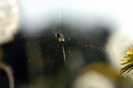 Macro of a spider and a web