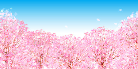 桜の春の花の背景