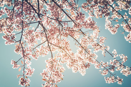 Beautiful vintage sakura tree flower cherry blossom in spring on blue sky background vintage color tone style Stock Photo