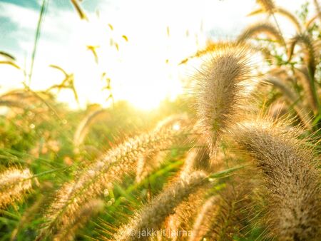 The communist grass against the blue sky at sunset