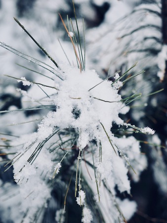 South korea s snowy mountains snow flakes winter trees Stock Photo