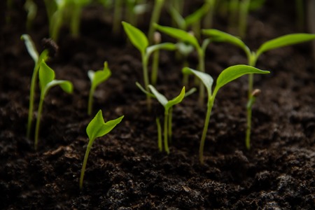 Plantation of sprouts in soil is grow up organic farming