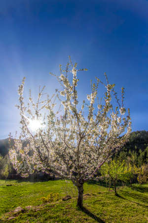 retroiluminación de flor de almendro con el sol brillando a través de las ramas llenas de flores blancas, vertical