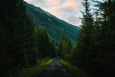 Forest road surrounded by trees far from civilization Stock Photo