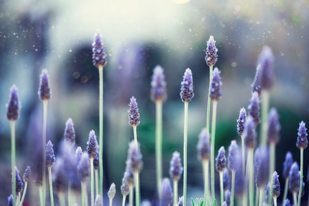 Blooming violet wild flowers background with copy space selective focus