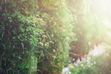 Blur park with bokeh light background nature summer spring and garden concept banner with copy space