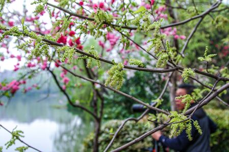 Lake side with red pink flowers and green trees during autumn fog city urban landscape