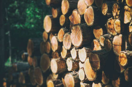 Wooden logs with forest background