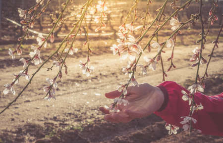 Manos de mujer tocando flores de almendro al atardecer