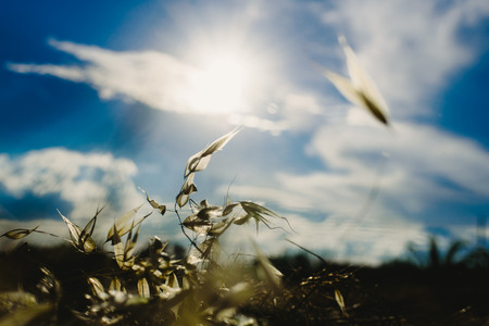 Oat and cereal branches with sky and clouds