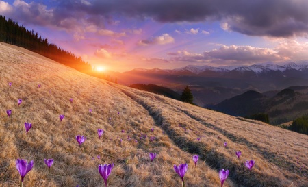 Paisaje de primavera en las montañas con el campo de la flor de azafranes Sunset