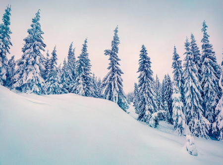 Untouched winter landscape gloomy morning scene of mountain forest fabulous winter view of carpathian mountains ukraine europe beauty of nature concept background Фото со стока