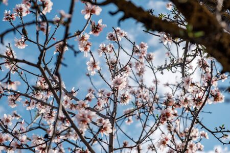 Flores de almendro en el cielo azul