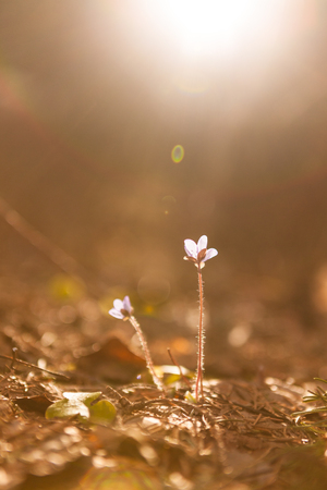 Hepatica nobilis flower beautiful sunlight and blurred background