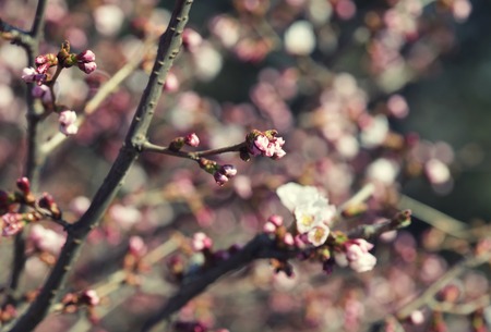 Sakura in the spring garden pink flowers Stok Fotoğraf