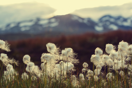 Arctic cotton flowers Фото со стока