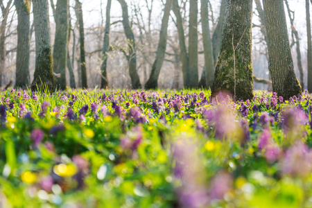 Hermosos paisajes boscosos. Flores de primavera en el bosque. Foto de archivo