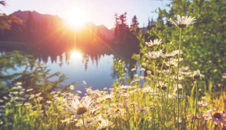 Mountain meadow in sunny day natural summer landscape