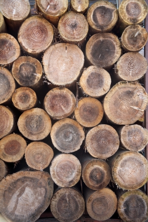 Abstract wood log background close up cross section of the timber for the background