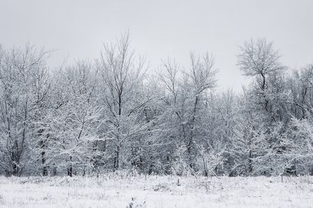 Snowy forest snow covered trees the dense forest under the snow