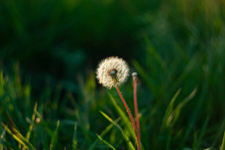 White fluffy dandelion flower on the green grass blurred bokeh amazing nature background tranquil abstract closeup macro art wallpaper beautiful meadow flower screensaver on the desktop Фото со стока