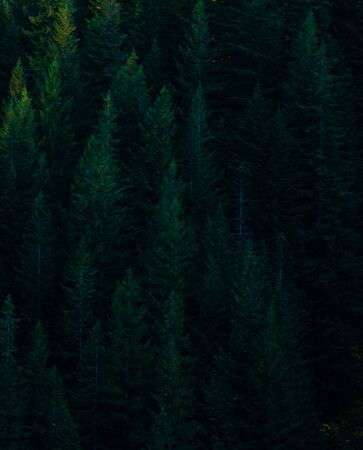 Pine tree forest background image with subtle light on corner