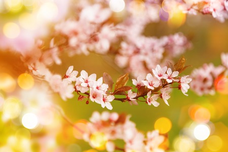 flores de la primavera, cereza Close - up.